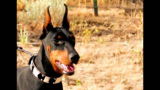 Doberman Pinscher photo Gallery [upl. by Penelope]