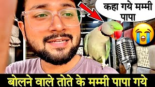 बोलने वाले तोते के मम्मी पापा कहा गये 😰 talkingparrot bolnewalatota petslover mitthu birds [upl. by Aisats335]