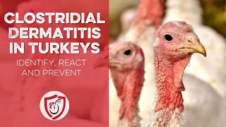 Clostridial Dermatitis Turkey Diseases and Treatment [upl. by Ahsiuqram]