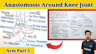 Anastomosis Around Elbow Joint Elbow joint anastomosis anatomyArm Part5 [upl. by Aehr]