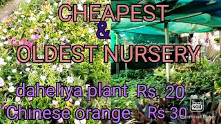 Cheapest Plant Nursery VisitPermanent Plant and Indoor PlantWinter Flower PlantNear Vikas Puri [upl. by Nuawed540]