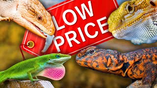 7 CHEAP Lizards Perfect for BEGINNERS [upl. by Osmen802]