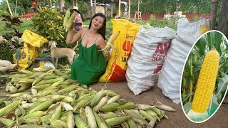 Sweetcorn harvest  Malalaki ang bunga 🌽 [upl. by Kayne]