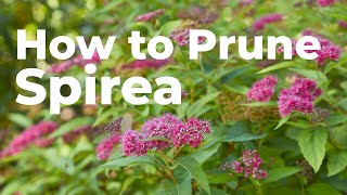 How to Prune Spirea in Early Spring [upl. by Venator]