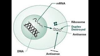 Antisense RNA Technology [upl. by Omocaig89]