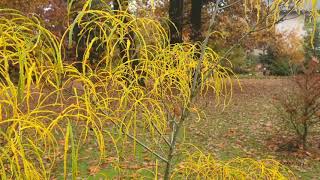 Rhamnus frangula Asplenifolia krušina olšová [upl. by Ashleigh]