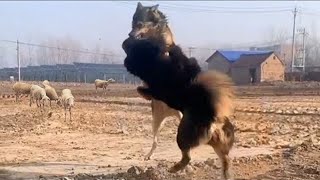 Tibetan Mastiff Vs Wolf In a Real Fight  Tibetan Mastiff Caught On Camera Against Wolf  PITDOG [upl. by Ateuqram718]