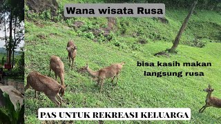 Wanawisata Penangkaran Rusa CariuKondisi terkini 2024 [upl. by Anetsirhc908]