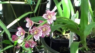 САРКОХИЛУС SARCOCHILUS МОЯ МИНИ КОЛЛЕКЦИЯ МИНИ ОРХИДЕЙ SARCOCHILUS [upl. by Thistle]