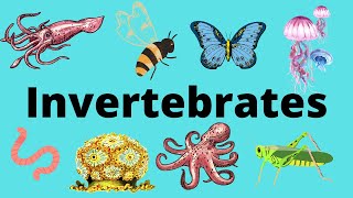 The Diversity of Invertebrates [upl. by Sirron]