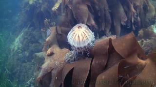 How to film underwater Anemone eating jellyfish  jellyfish tangled in seaweed in Ireland [upl. by Petronella392]