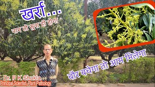 आम में बौर या मंजर आने पर क्या करें  Plant Care During Flowering In High Density Mango Plantation [upl. by Caresa]