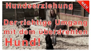 Hundeerziehung amp Hundetraining Übungen amp Tipps  Thema Der souveräne Rudelführer beim Hundetraining [upl. by Nibbs688]