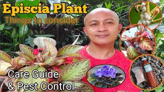 EPISCIA PLANT  Things to consider in growing  Care Guide [upl. by Ranita662]