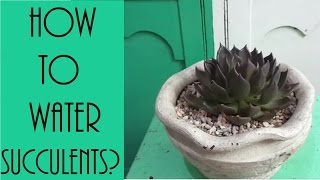 5 Tips on How and When to Water Succulents [upl. by Karlow]