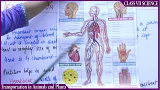 classVII Science Transportation in Plant and Animals part 2 [upl. by Nibla]