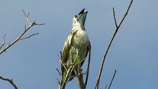 Procnias nudicollis  Araponga  Barethroated Bellbird [upl. by Viguerie]