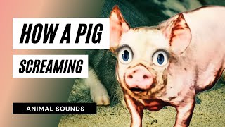 How A Pig Screaming and Squealing  Sound Effect  Animation [upl. by Antipas]