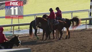 22nd horse dies at Santa Anita Park after track declared safe [upl. by Hales820]