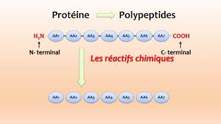 Cours Protéines  SÉQUENÇAGE DES PEPTIDES [upl. by Alduino]