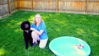 Water Safety Tips for Your Pet [upl. by Adrianna744]