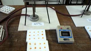 Effect of temperature on digestion of starch by amylase [upl. by Laddy]