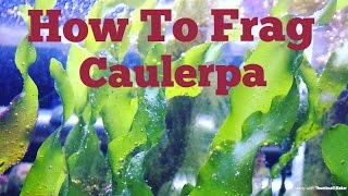 How to frag Caulerpa Macro Algae Anybody can do this [upl. by Arednaxela467]