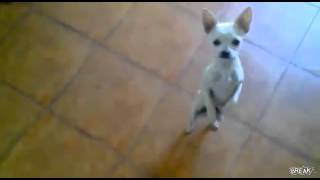 Chien qui danse [upl. by Mick]