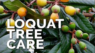 How to Grow Loquat Trees and Get a TON of Fruit [upl. by Corell]