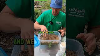 How to Propagate Almost ANY Plant From A Cutting [upl. by Ahcsas]