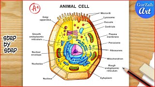 Animal Cell Diagram Drawing  Animal cell structure Labelled  Step by step [upl. by Eiramnerual]