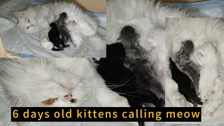 kittens calling meow6 days old kittens calling mommypetsandvideos kittensmeowing animals [upl. by Merth]