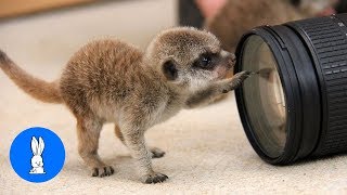 Meerkat Pups Playing  CUTEST Compilation [upl. by Niowtna]