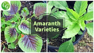 Unlock the Power of Amaranth Greens Complete Growing Guide  Explore Amaranthus Varieties [upl. by Delwyn]