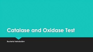 Catalase and Oxidase Test [upl. by Ninel]