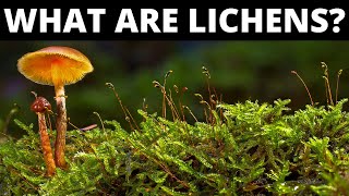 Do You Know What Are Lichens [upl. by Zelikow]