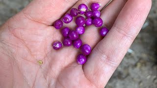 How we use and foraging American beautyberry plants foraging nativeplants [upl. by Enra]