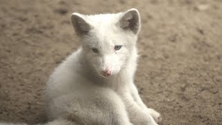 Polarfuchsbabys im Tierpark Neumünster [upl. by Hibbitts]