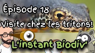 Ep18 visite chez les tritons [upl. by Rehtse]