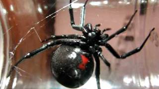 Huge Black Widow Spider [upl. by Donetta]