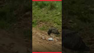 harpy eagle hunting baby deer eagleking [upl. by Godspeed]