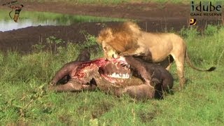 Male Lion Approaches His Meal Of A Buffalo [upl. by Aiotal]