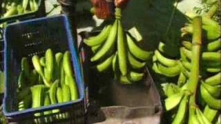 How Its Made 02 Plantain Chips [upl. by Mayworm]