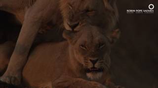 Safari Diaries Lions in Love [upl. by Annavoig]