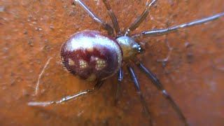 Steatoda Grossa  Cupboard Spider  Hackney London [upl. by Rainie]