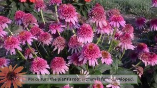 Echinacea Production Tips  Walters Gardens [upl. by Adnarym190]