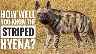 Striped Hyena  Description Characteristics and Facts [upl. by Anneyehc]