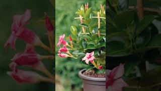 Mandevilla plant care Combo offer 3 colours Mandevilla plant propagation Oru Tech Yathra [upl. by Netram]