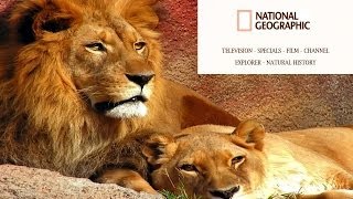 Los Últimos Leones  TeleDocumentales [upl. by Tremann]