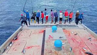 Maldives skipjack tuna fishing  how to fishing Maldives Deep Sea [upl. by Becket243]